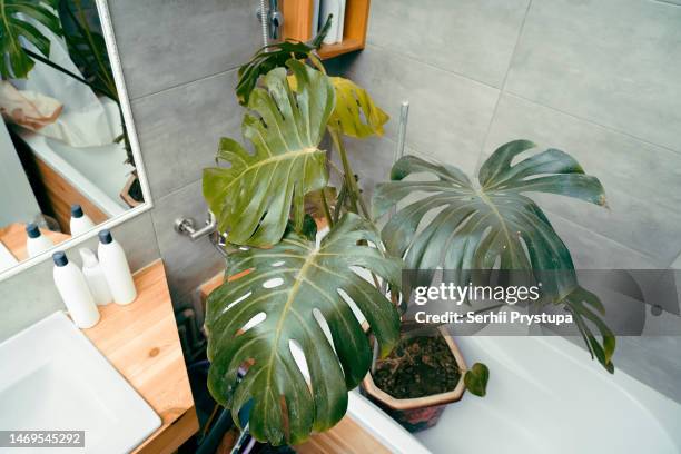 house plant washing - bathroom pot plant stock-fotos und bilder