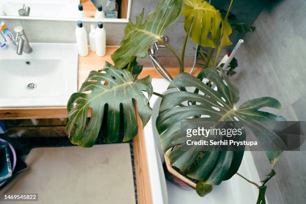 house plant washing - bathroom pot plant stock-fotos und bilder