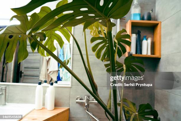 house plant washing - bathroom pot plant stock-fotos und bilder