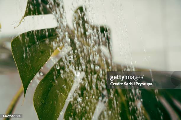 house plant washing - bathroom pot plant stock-fotos und bilder