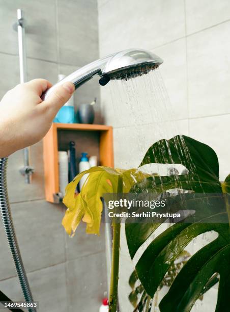 house plant washing - bathroom pot plant stock-fotos und bilder