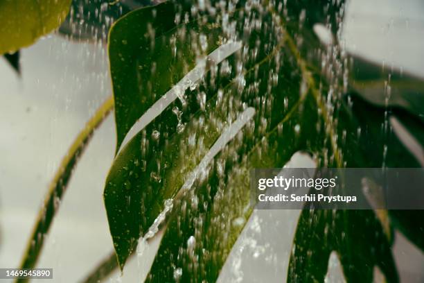 house plant washing - bathroom pot plant stock-fotos und bilder