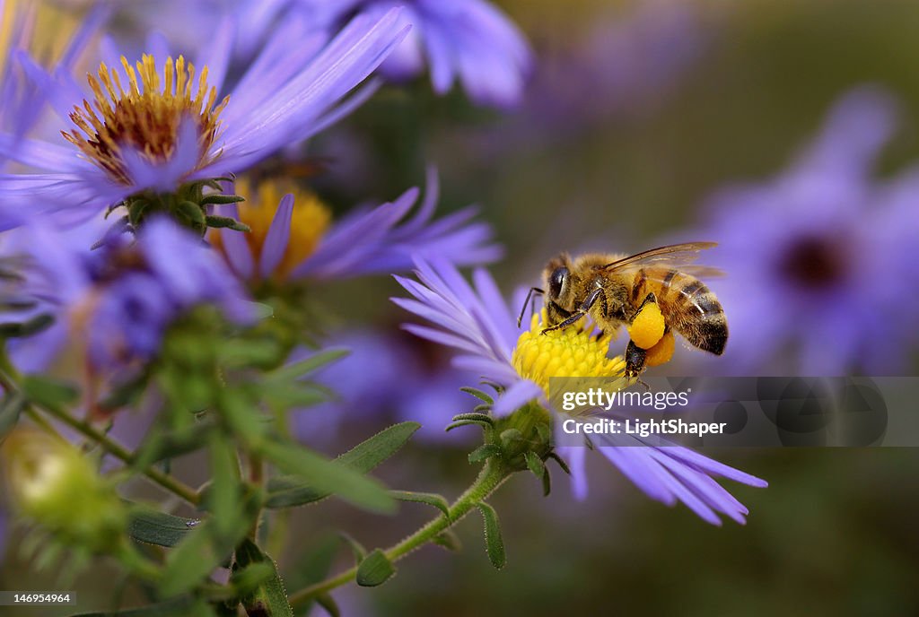 Honeybee sur Famille des Astéracées