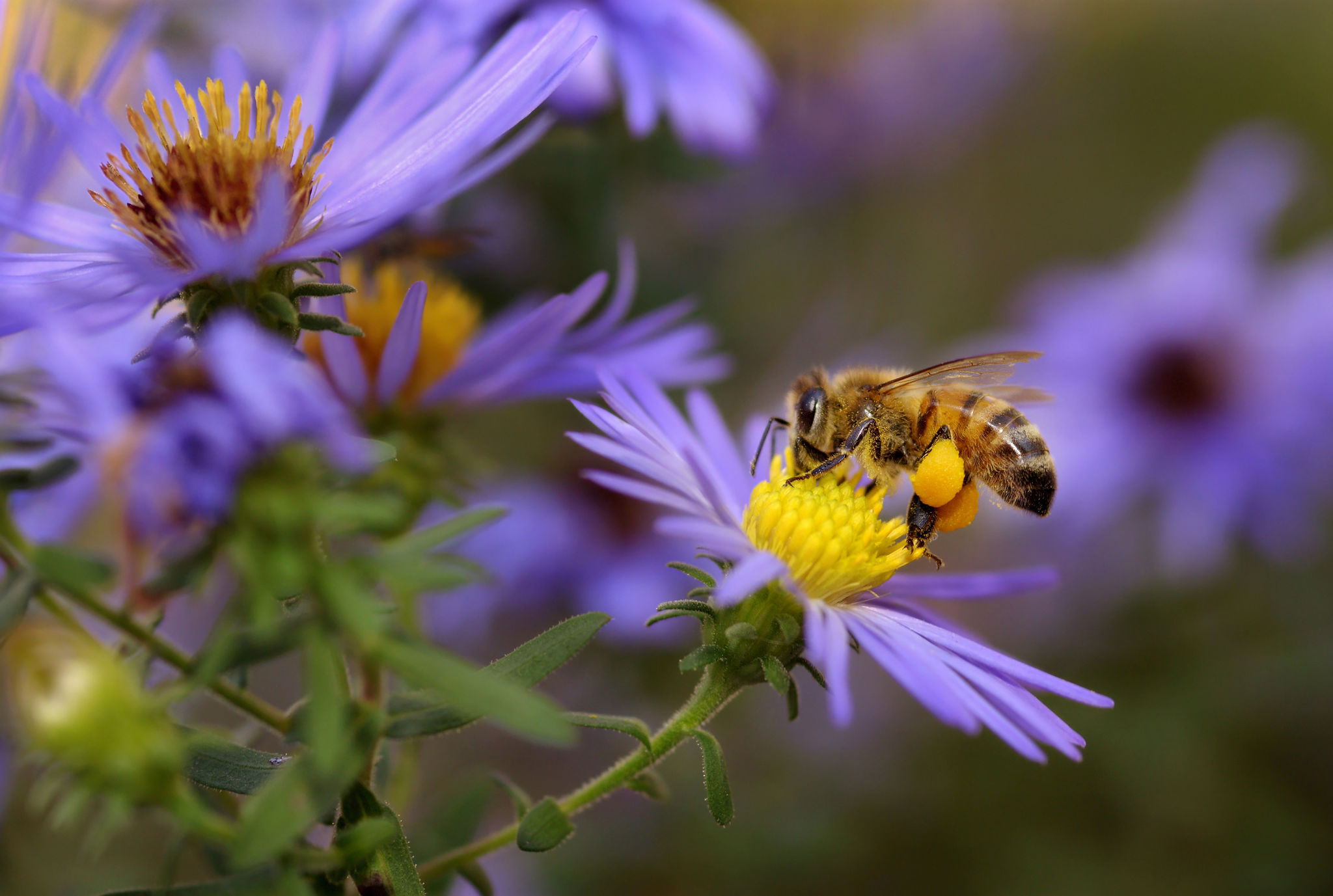 pollinator plants