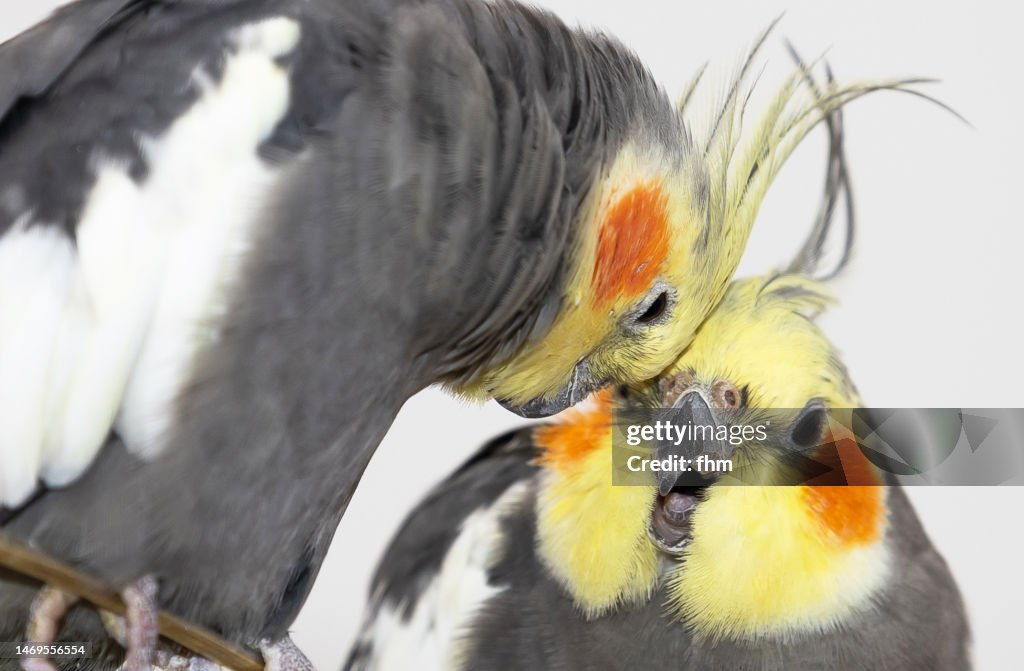 Two cockatiels