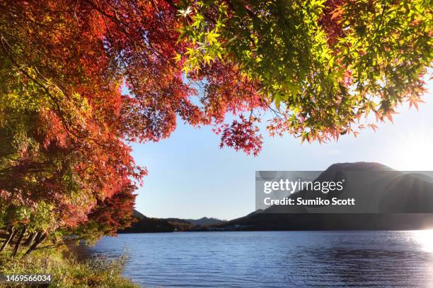 beautiful fall foliage at sunrise, lake haruna, gunma, japan - gunma prefecture imagens e fotografias de stock