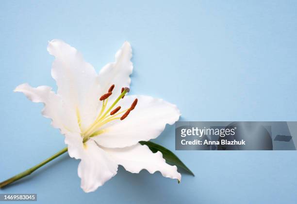one easter lily white flower over blue background - lelie stockfoto's en -beelden