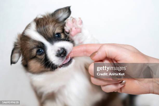 puppy bites man's finger - biting stock pictures, royalty-free photos & images