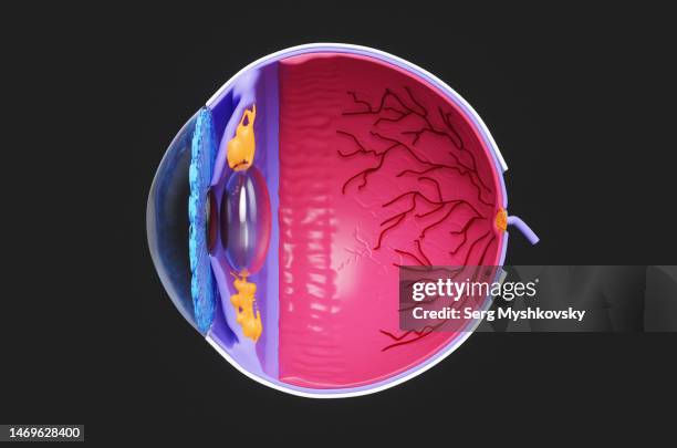 Eye Model Dissection Eye Model Anatomy Photos and Premium High Res Pictures - Getty Images