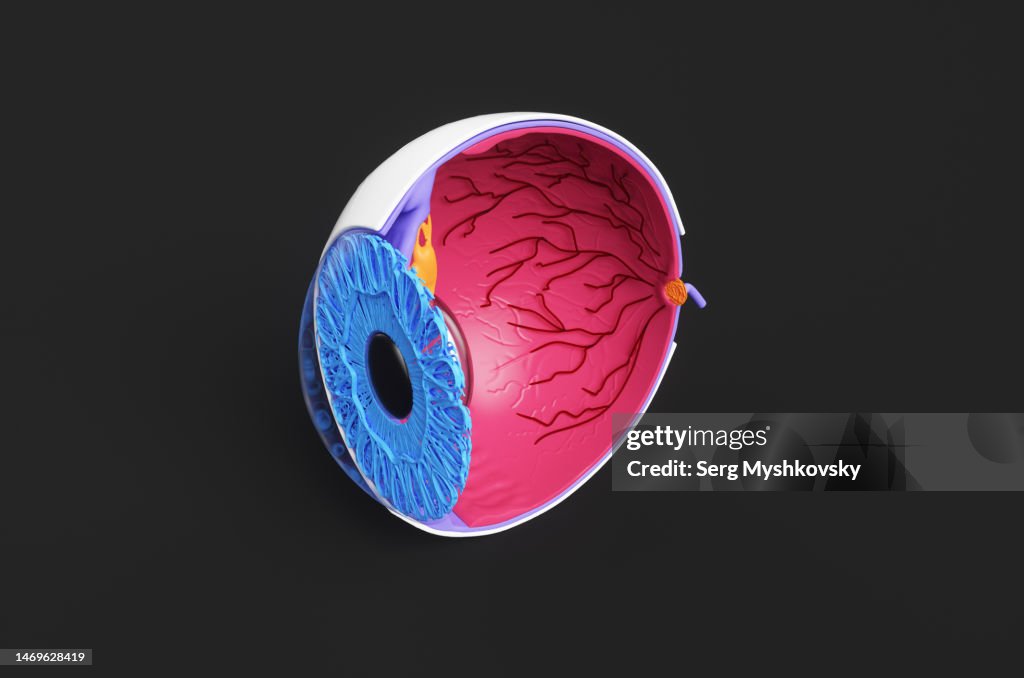 Scientific model of the human eye in a section on a dark background.