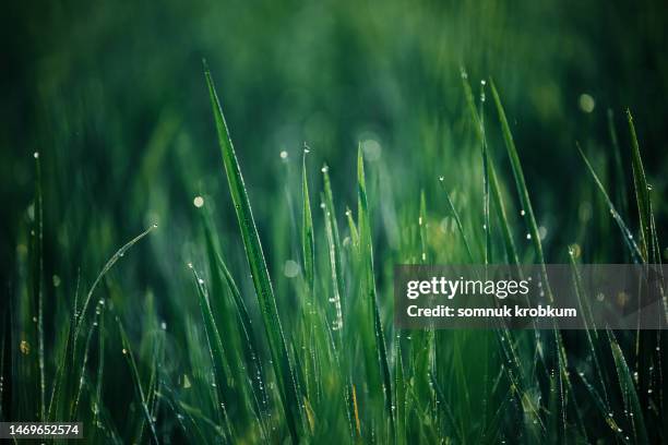 green leaf rice with dew in early morning - grass close up stock pictures, royalty-free photos & images
