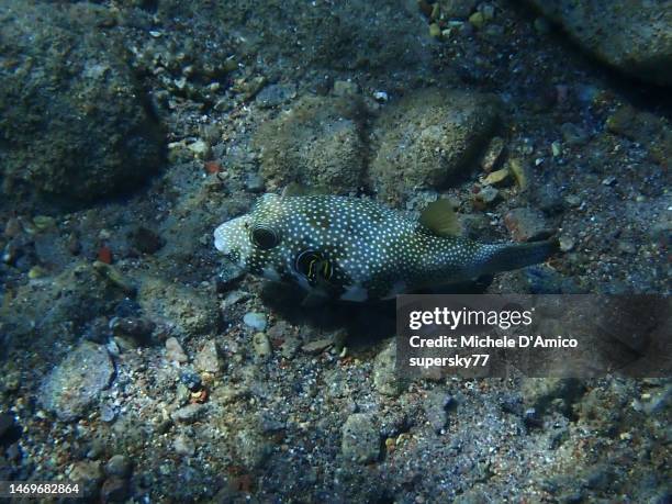 starry puffer (arothron stellatus) - arothron puffer stock pictures, royalty-free photos & images