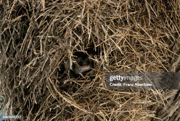 brants's whistling rat inside a weaverbird nest - rats nest stock pictures, royalty-free photos & images