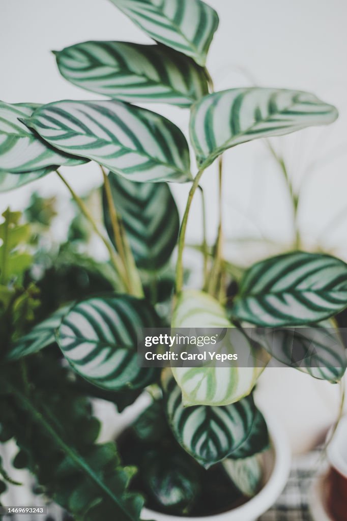 Calathea plant
