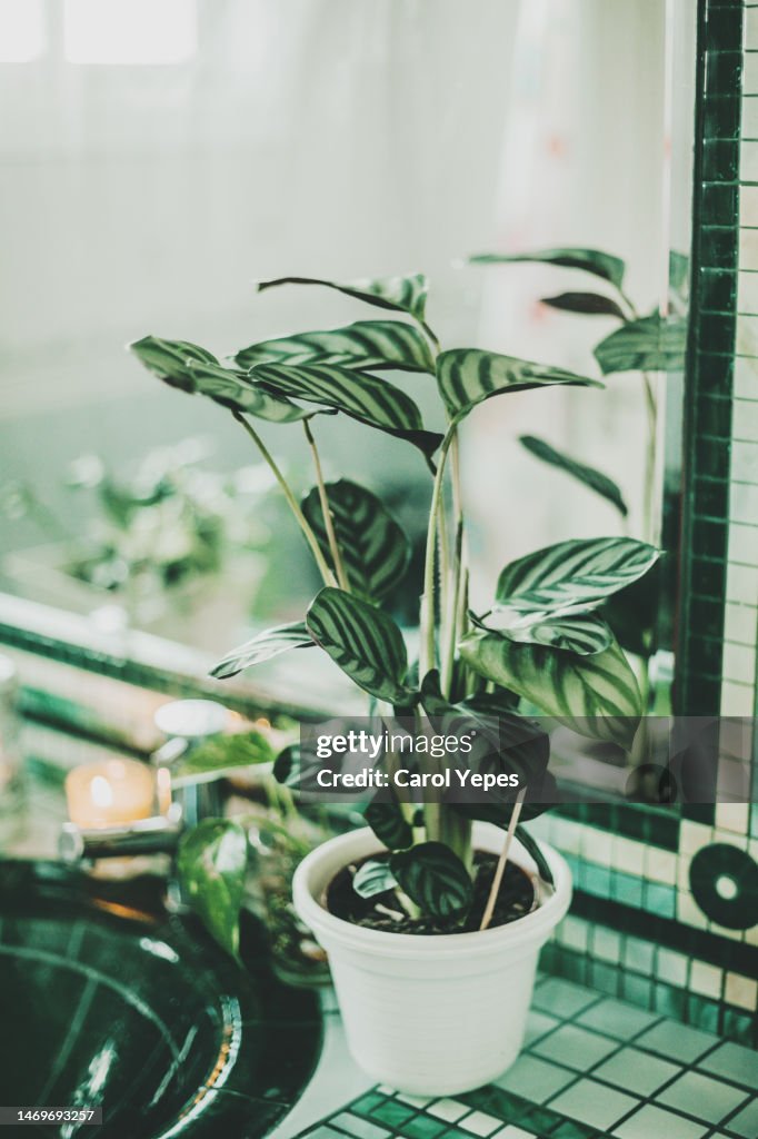 Calathea plant decorating bathroom