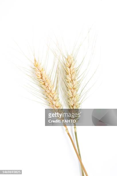 ears of wheat on a white background - husk stock-fotos und bilder