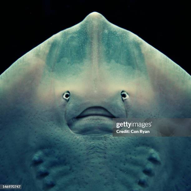 stingray - stingray stock pictures, royalty-free photos & images