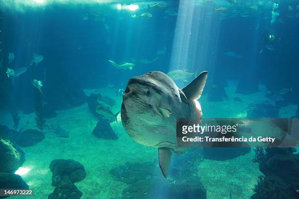 mola mola - sunfish stock-fotos und bilder