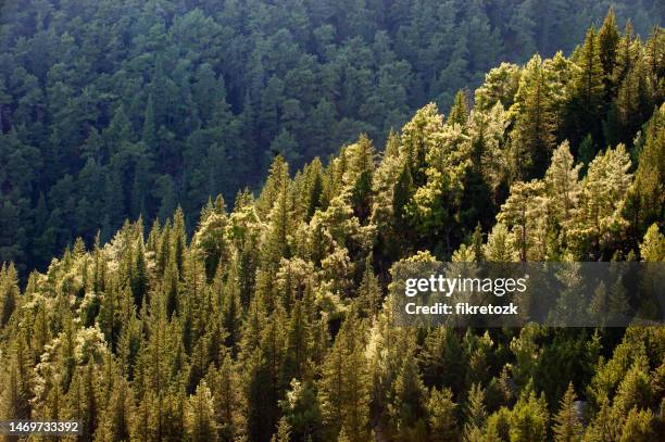 cypress and redwood mixed forest - red pine stock pictures, royalty-free photos & images