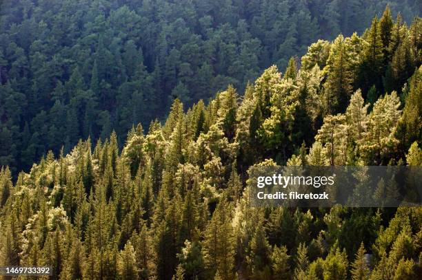 cypress and redwood mixed forest - red pine bildbanksfoton och bilder