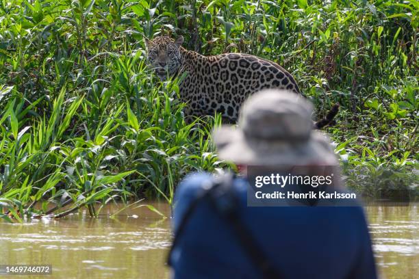 jaguar (panthera onca) on river bank at rio cuiaba, pantanal with photographer in front. - eco tourism stock pictures, royalty-free photos & images