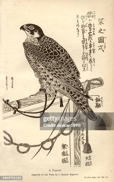 stockillustraties, clipart, cartoons en iconen met falcon on a perch after a japanese engraver, art of japan, history of falconry, vintage illustration - falconry