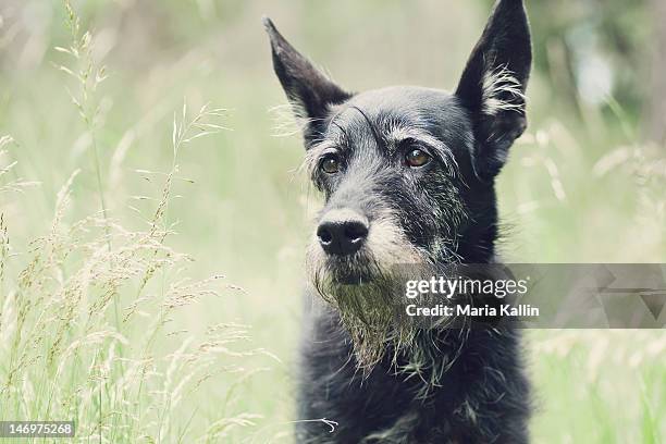 an old dog - hund nicht mensch stock-fotos und bilder