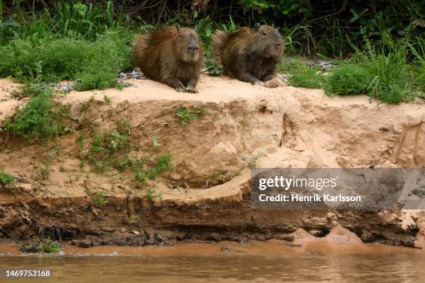 Capybara Island Rio 65 Capybara Rio Stock Photos, High-Res Pictures, and Images - Getty Images