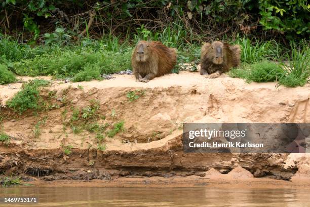 Capybara Island Rio 65 Capybara Rio Stock Photos, High-Res Pictures, and Images - Getty Images