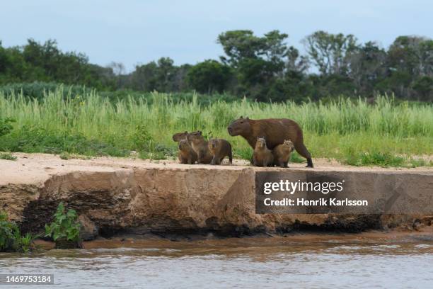 Capybara Island Rio Capybara Rio Photos and Premium High Res Pictures - Getty Images