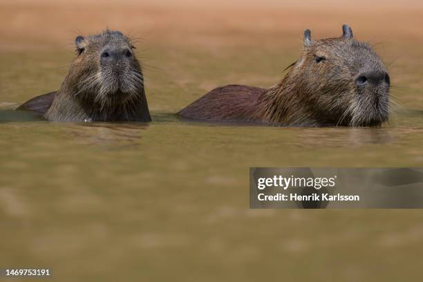 Capybara Island Rio Capybara Rio Photos and Premium High Res Pictures - Getty Images