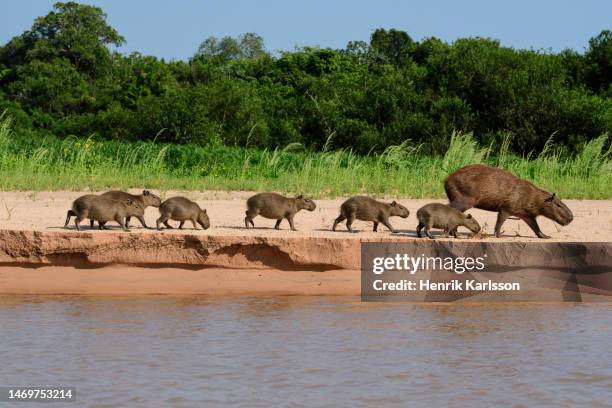Capybara Island Rio Capybara Rio Photos and Premium High Res Pictures - Getty Images
