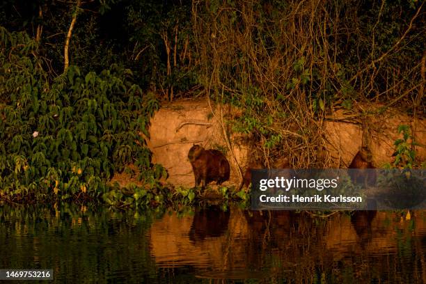 Capybara Island Rio 50 Capybara Rio Stock Photos, High-Res Pictures, and Images - Getty Images
