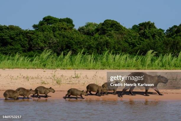 capybara (hydrochoerus hydrochaeris) mother with cubs on river bank at rio cuiaba, pantanal - capybara stock pictures, royalty-free photos & images