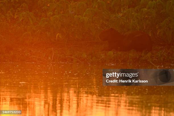 Capybara Island Rio Capybara Rio Photos and Premium High Res Pictures - Getty Images