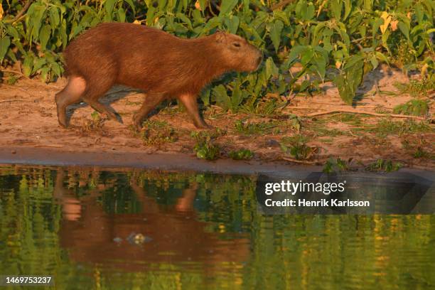 Capybara Island Rio 50 Capybara Rio Stock Photos, High-Res Pictures, and Images - Getty Images