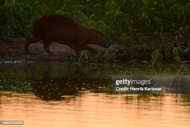 Capybara Island Rio Capybara Rio Photos and Premium High Res Pictures - Getty Images