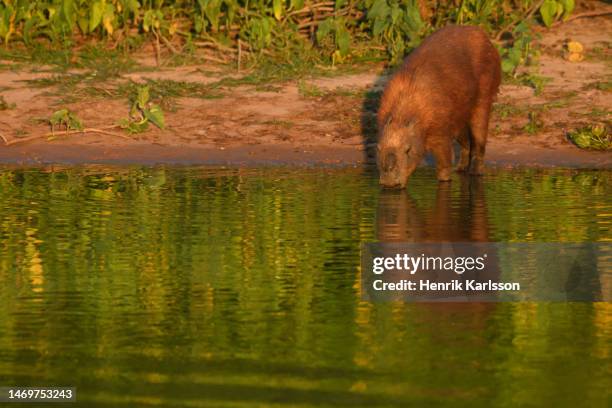 Capybara Island Rio Capybara Rio Photos and Premium High Res Pictures - Getty Images
