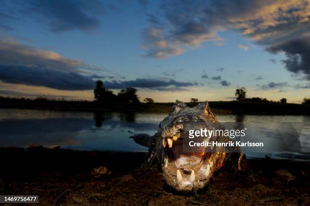 close-up of yacare caiman (caiman yacare) in pantanal at sunset - caiman stock pictures, royalty-free photos & images