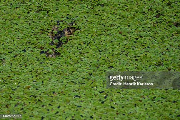 yacare caiman (caiman yacare) hidden among water plants in pantanal - hidden danger stock pictures, royalty-free photos & images
