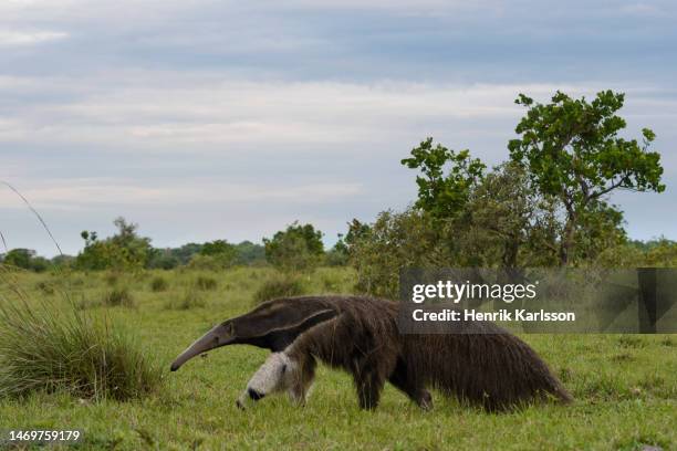 giant anteater (myrmecophaga tridactyla) in the grassland of pantanal - giant anteater stock pictures, royalty-free photos & images