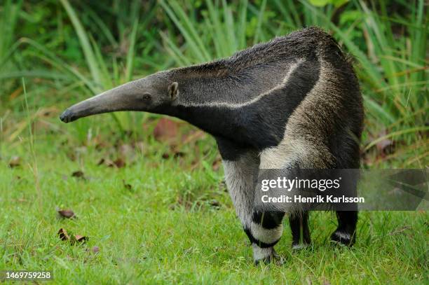 giant anteater (myrmecophaga tridactyla) in the grassland of pantanal - großer ameisenbär stock-fotos und bilder