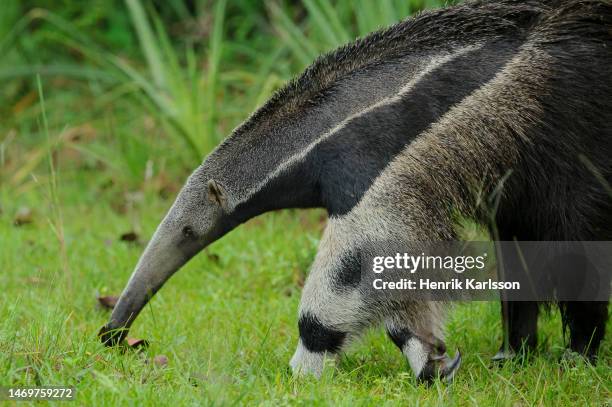 giant anteater (myrmecophaga tridactyla) in the grassland of pantanal - großer ameisenbär stock-fotos und bilder