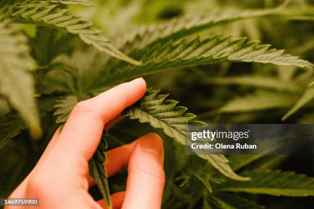 hand touching cannabis leaf in greenhouse. - cannabinoid stock pictures, royalty-free photos & images