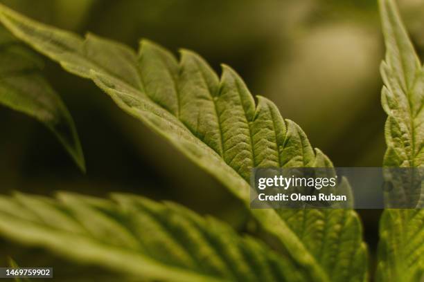 fresh cannabis leaf. - canapa foto e immagini stock