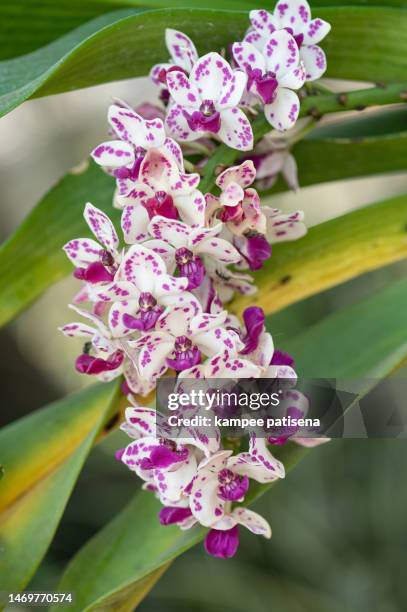 close-up of fresh orchids - orchids of asia - fotografias e filmes do acervo