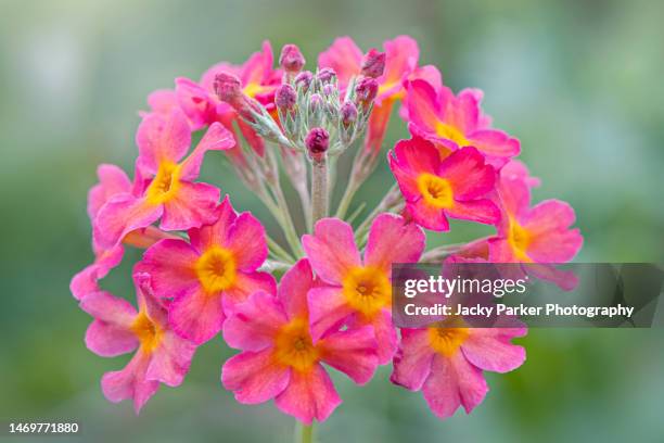 beautiful summer flowering primrose candelabra flowers - primula candelabra - primula fotografías e imágenes de stock