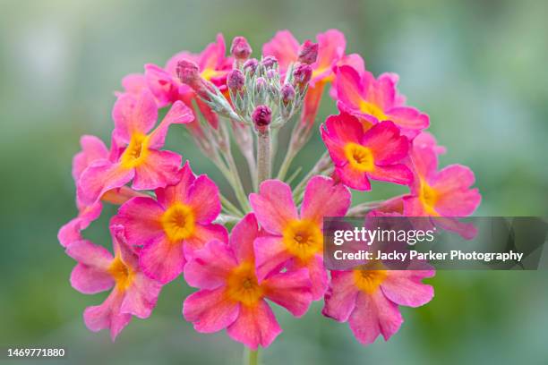 beautiful summer flowering primrose candelabra flowers - primula candelabra - prímula imagens e fotografias de stock
