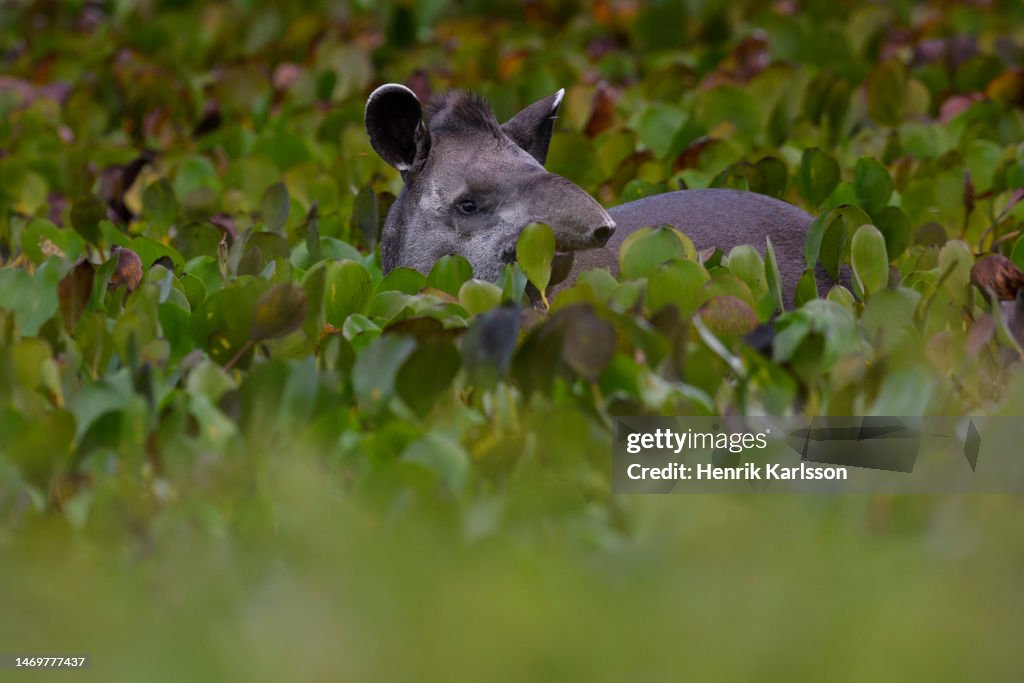 Brazilian tapir (Tapirus terrestris) in wetland, Pantanal