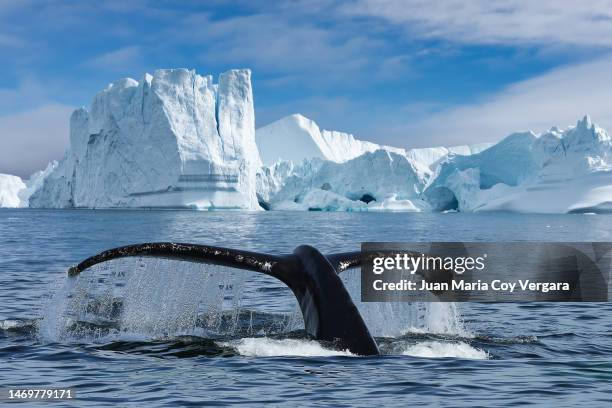 close-up of the tail fin of a humpback whale (megaptera novaeangliae) swiming among of icebergs at ilulissat icefjord, unesco world heritage site, greenland - grönland stock-fotos und bilder